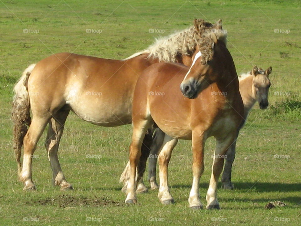 Groups of horse standing on grassy field