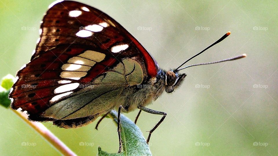 Mariposa