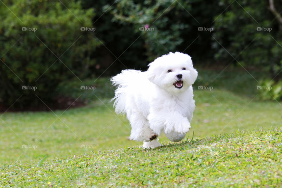 White Maltese Dog Running 