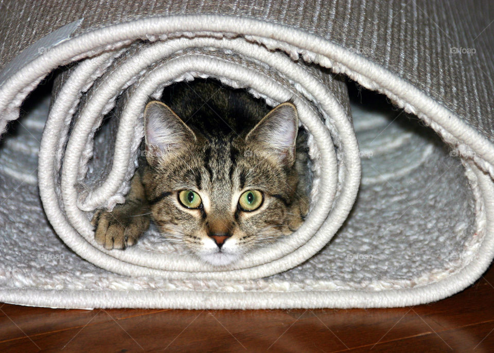 Cat in a rug 