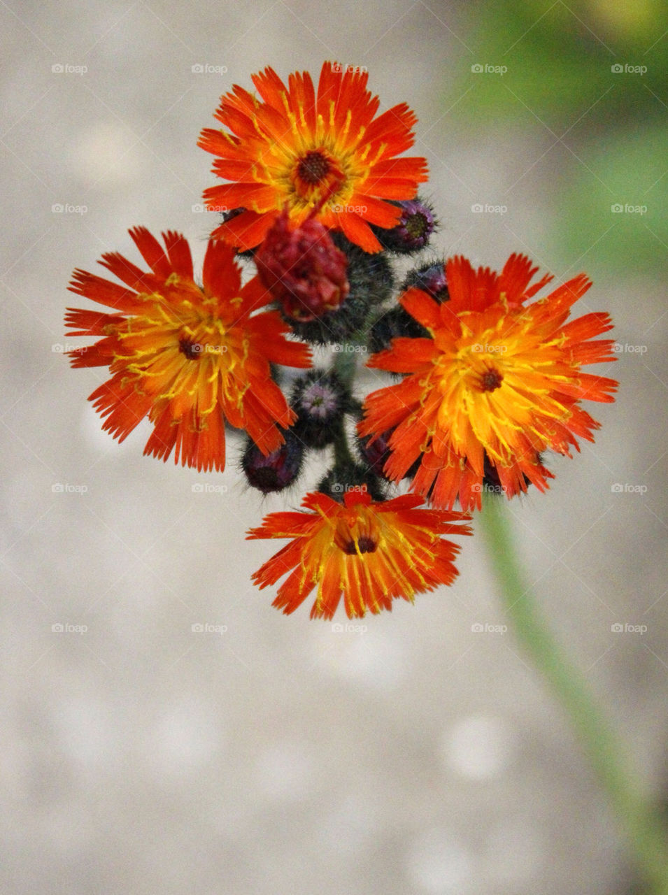 flowers garden macro summer by chris7ben