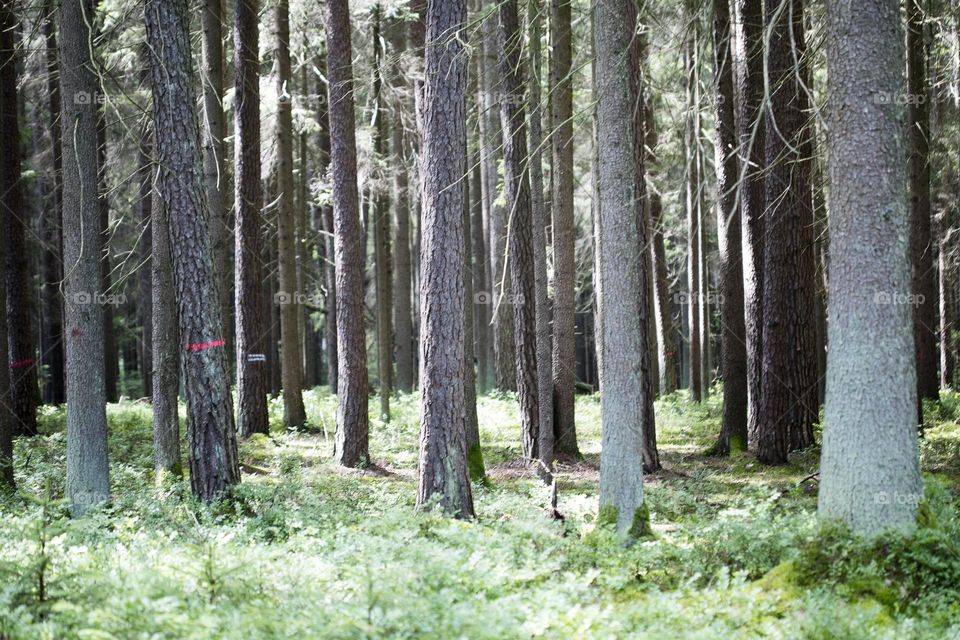 Walking on wild nature forest summer feeling holidays Crete Island Greece amazing places to visit naturalism adventure time hustling daydreaming be free
