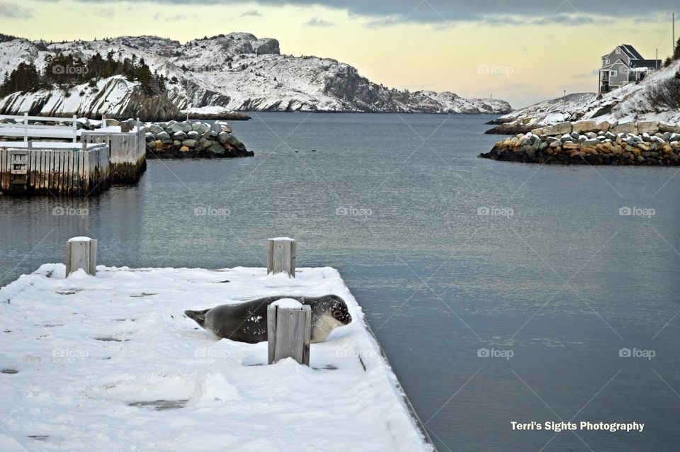 A seal with a view of Brigus