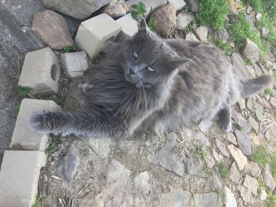 Beautiful gray long hair cat outside