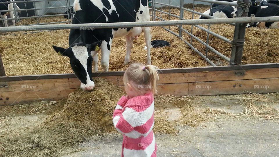 Girl and a cow