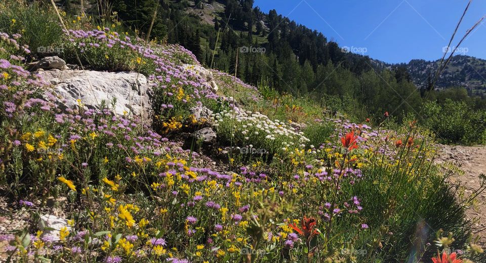 Mountain WildFlowers 