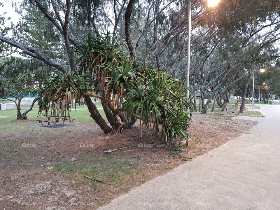 Coastal park with pincin bench amongst nature