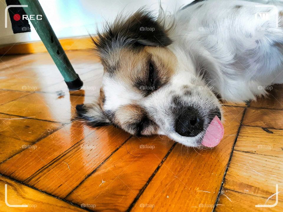 sleeping Beauty