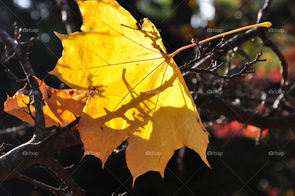 Leaf, Fall, Tree, No Person, Nature