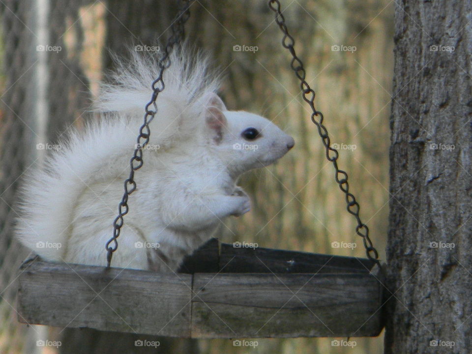 White Squirrel