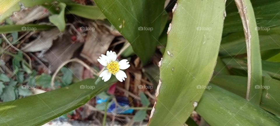 Beautiful flower 🤩