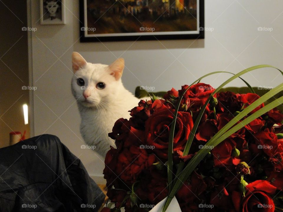 Cat and flowers 
