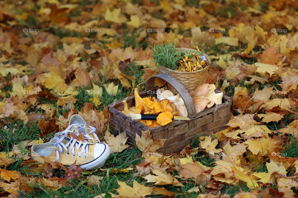 chantarelles, autumn, converse