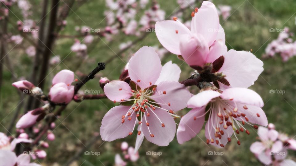 Peach Blossom