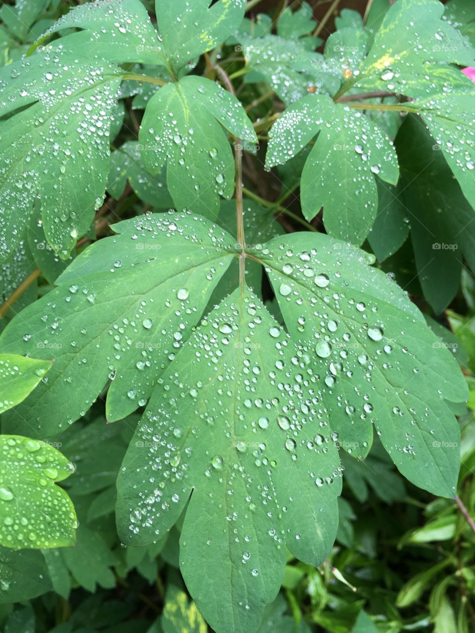 Wet dewdrops on dicentra (bleeding heart) plant leaves in the garden the morning after a damp summer night
