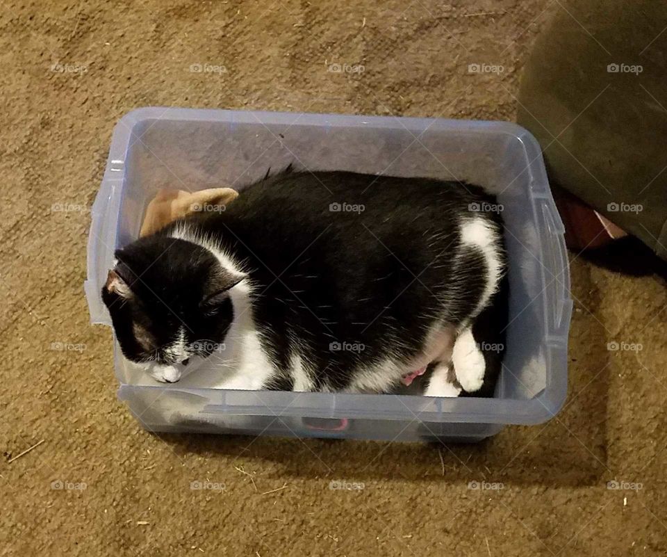 Resting in a box