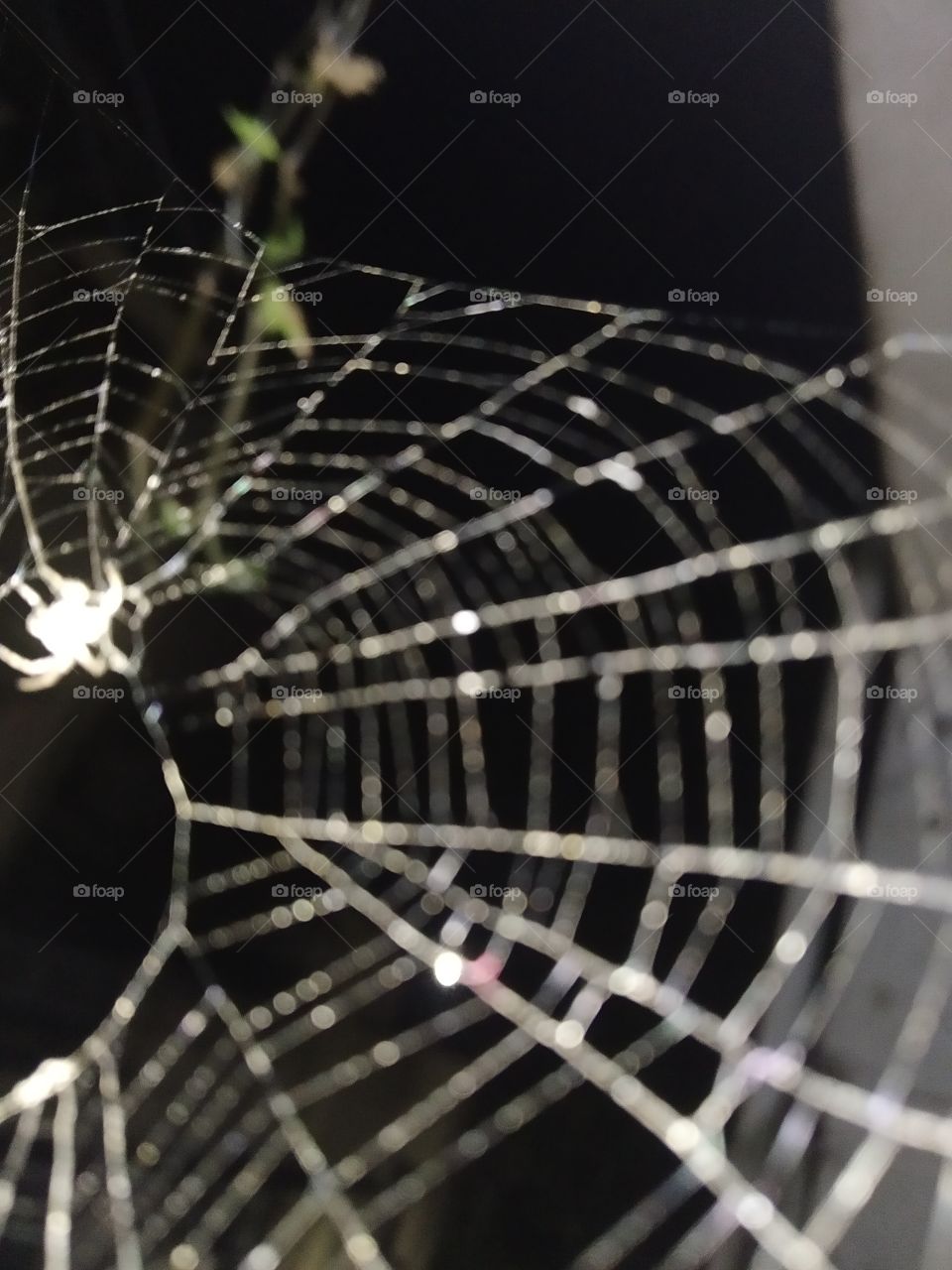 thread of spider🕷🕷🕷