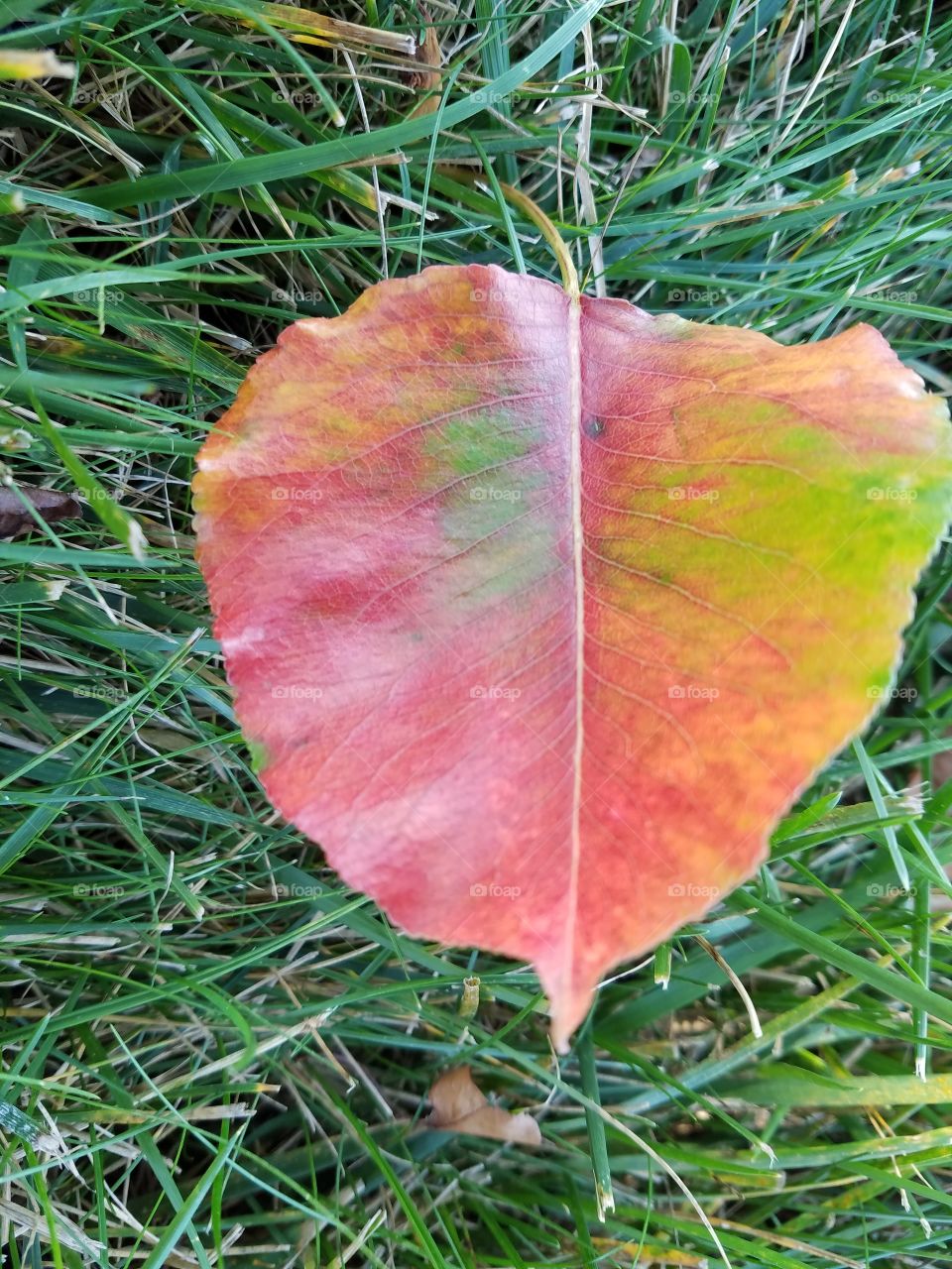 Leaf, Fall, Flora, Nature, Season