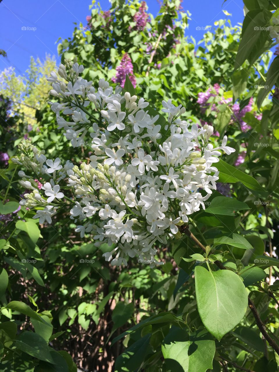 White Lilac 