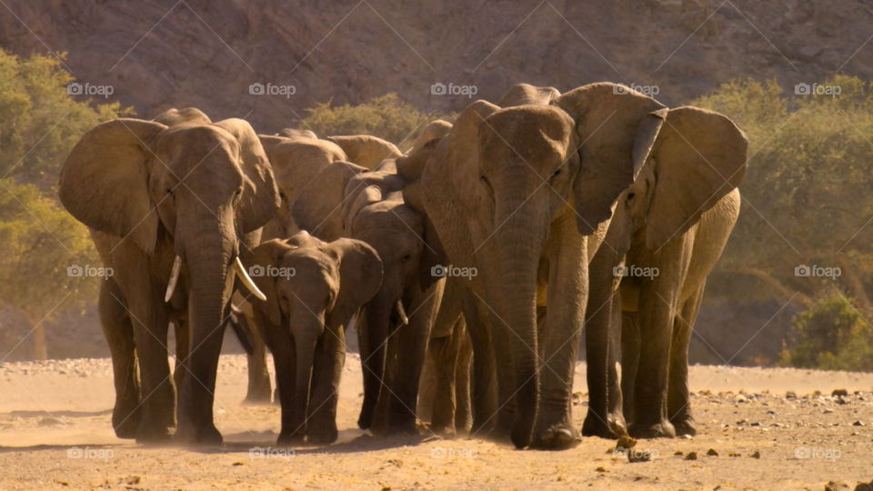Elefanti nella savana