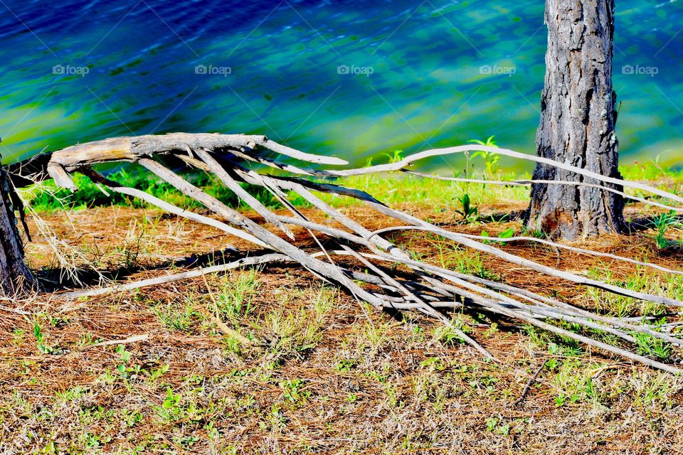 Bleached limb by the stream