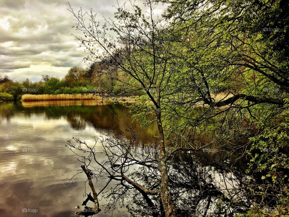 Woodland lake in Spring