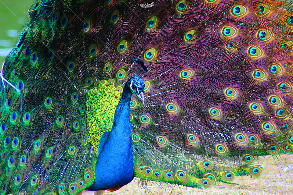 The Peacock