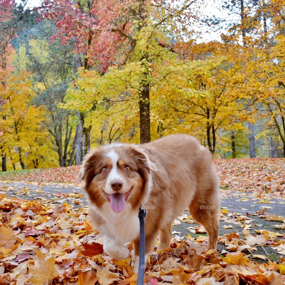 Shepherd sticking out tounge