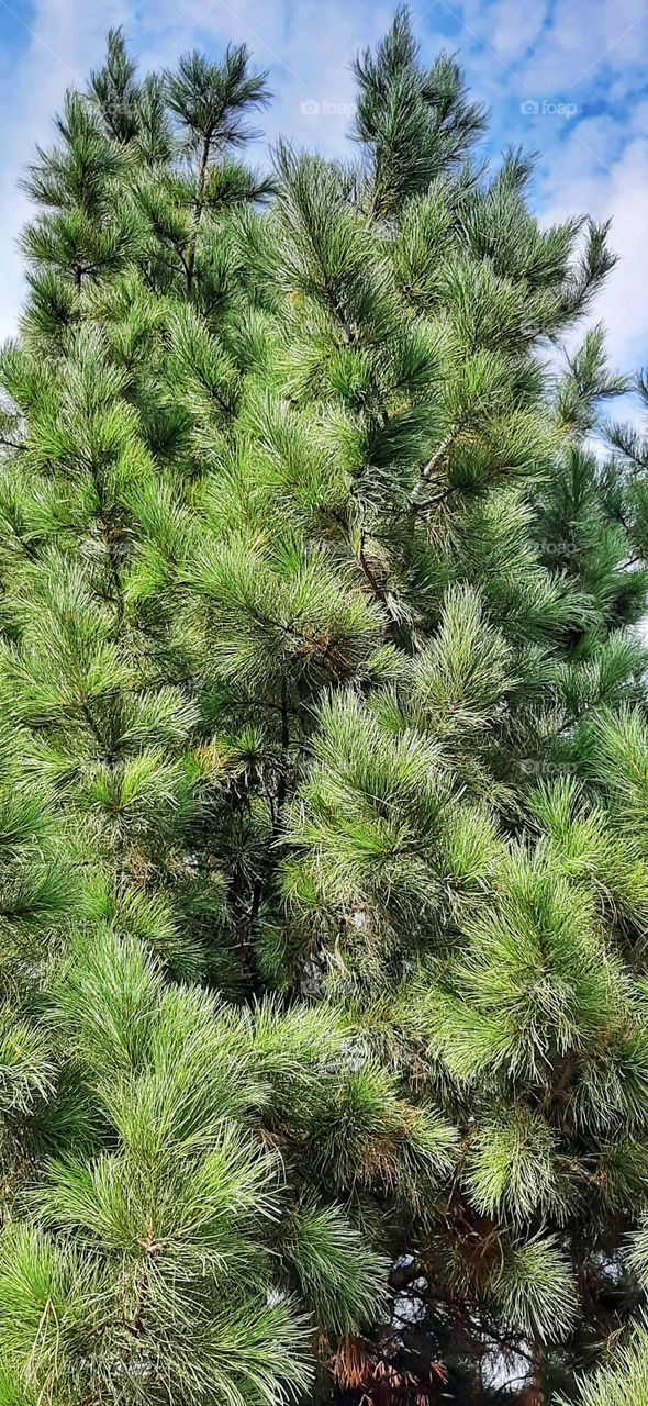 ель на фоне неба