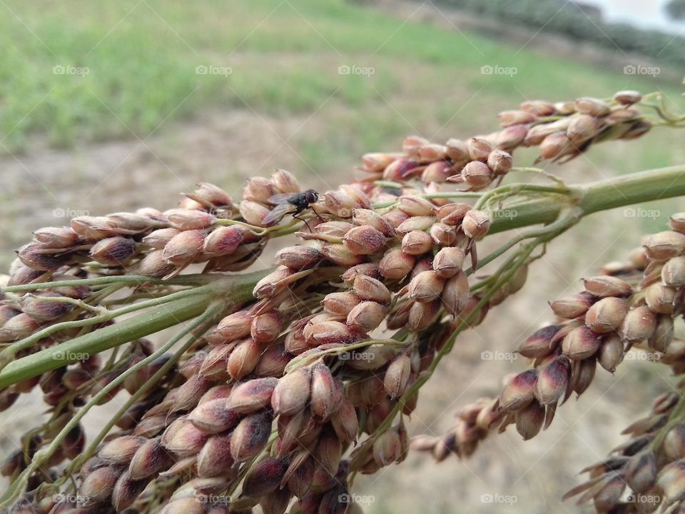 wow! bees are sit on the group of seed of the plant.