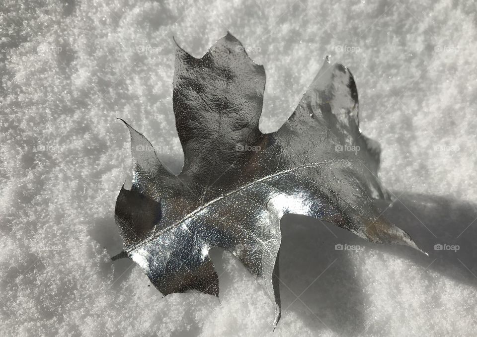 Close up Silver leaf in snow