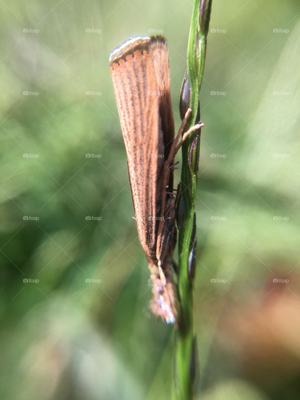 Tiny butterfly on grass