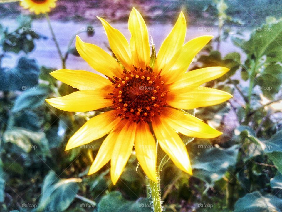 Sunflower