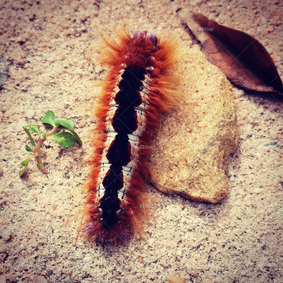 Rustic Caterpillar