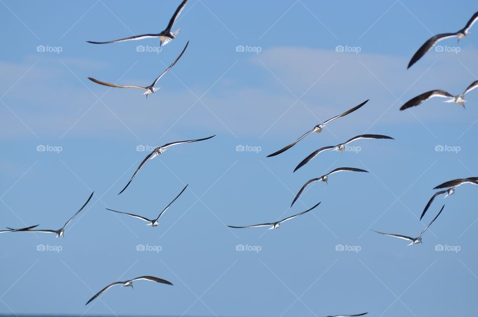 Bird, Flight, Nature, Wing, Sky