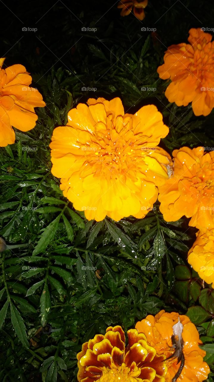 Nature, No Person, Leaf, Flora, Garden