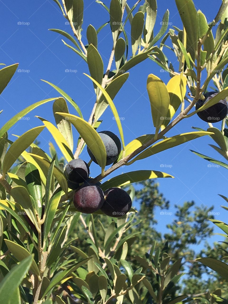 Ripe fruits on tree with blue sky 