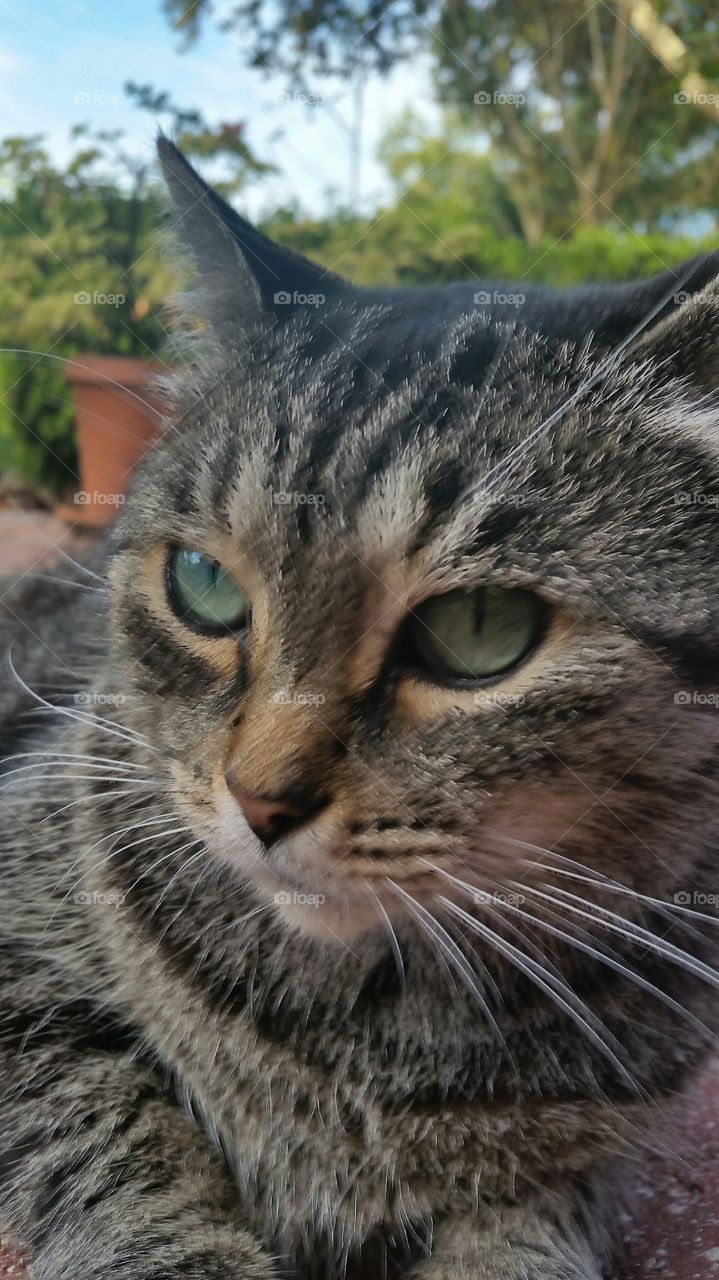 Close-up of a kitten