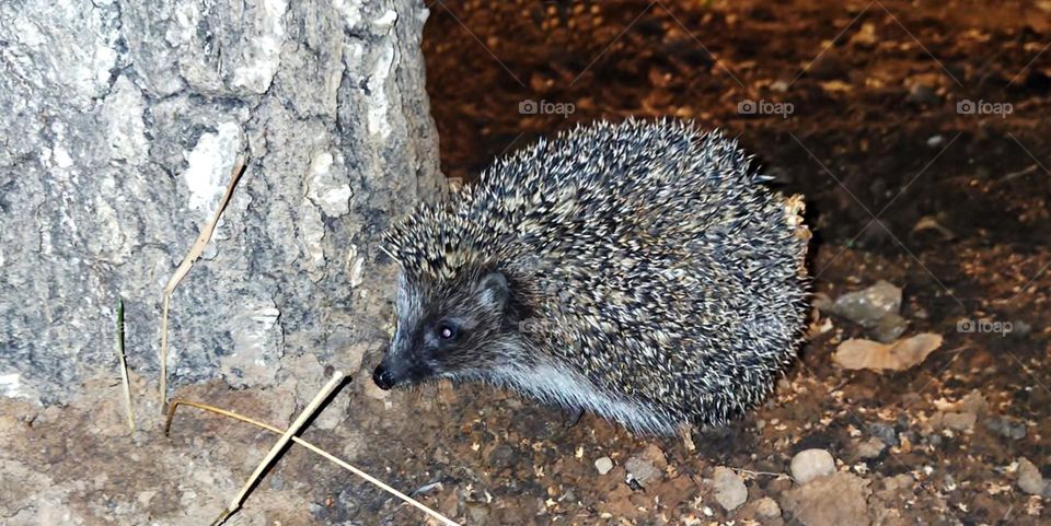 Yazhik in the garden