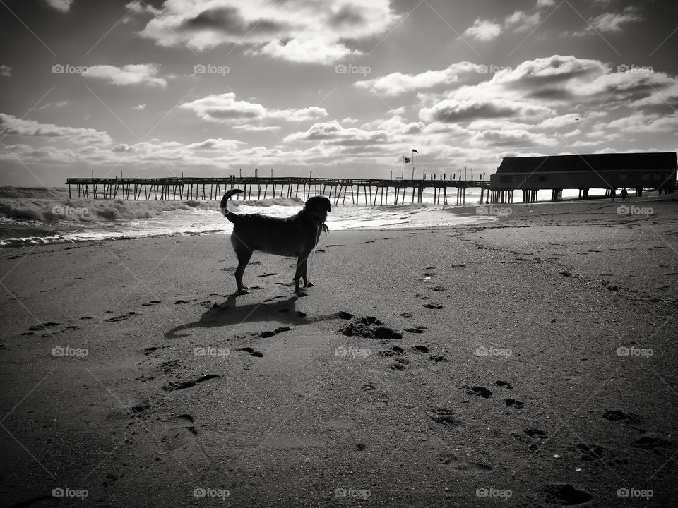 Black and white dog walk to the pier