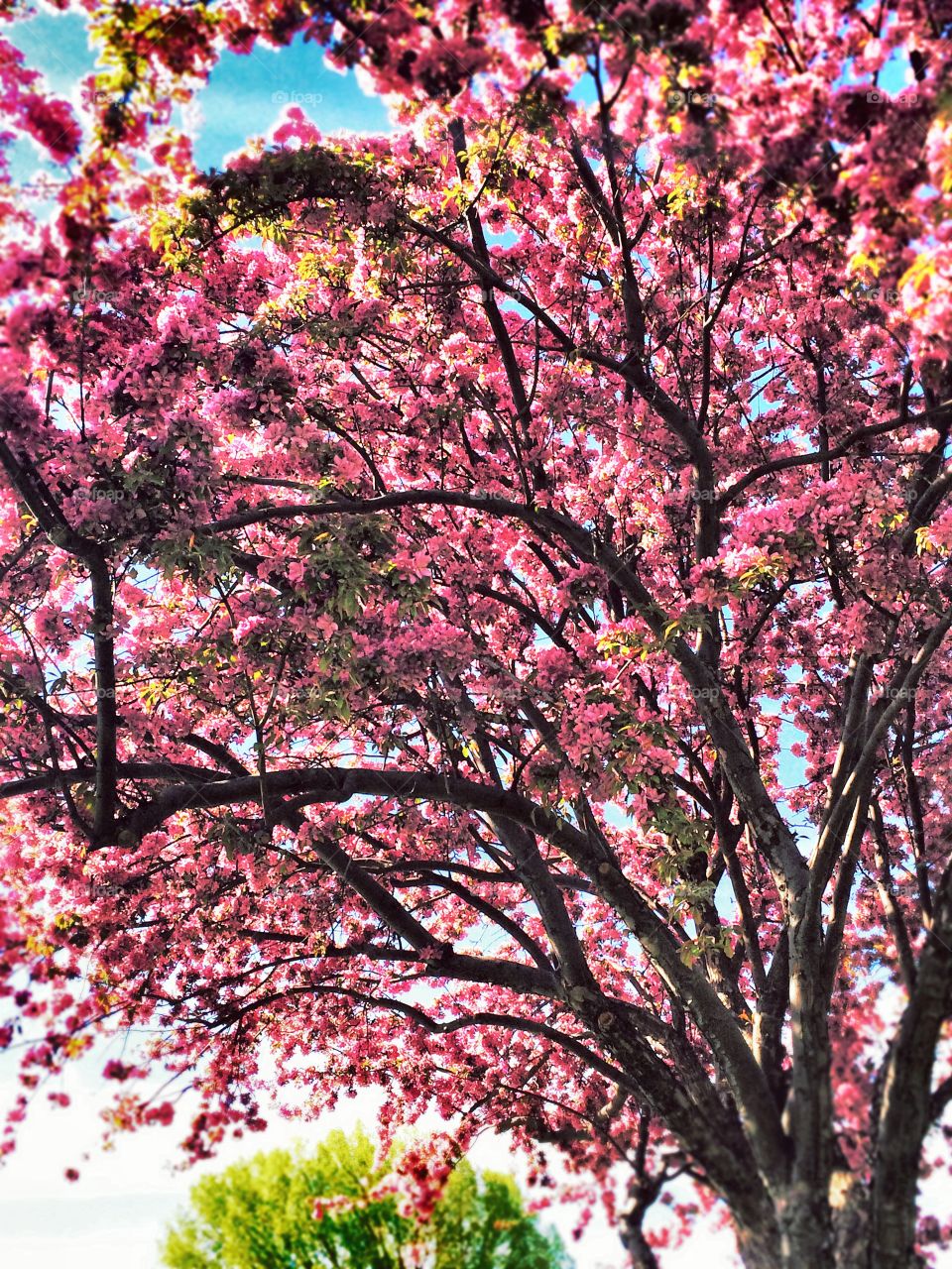 Cherry Blossom Summer