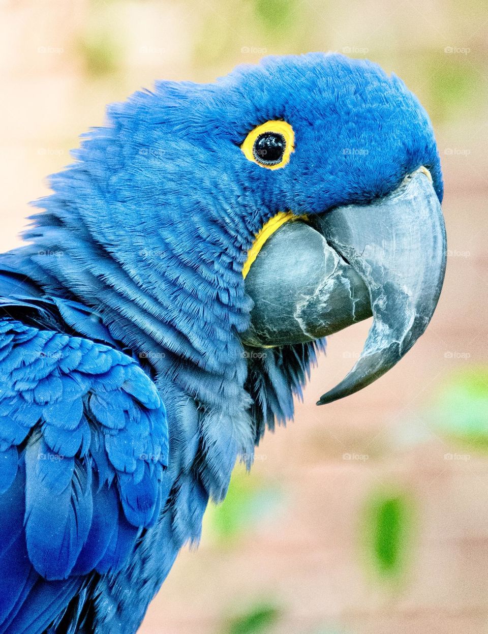 Blue Amazon Parrot 