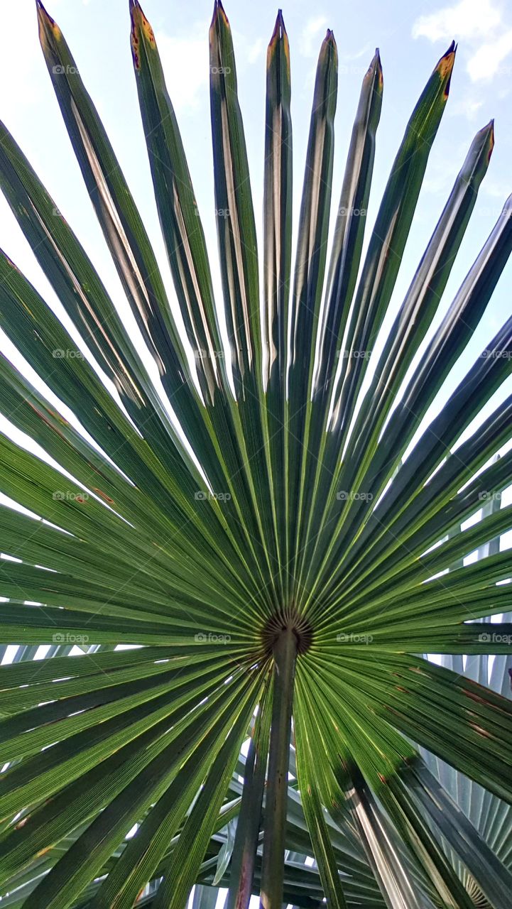 Blue sky through palm leaf