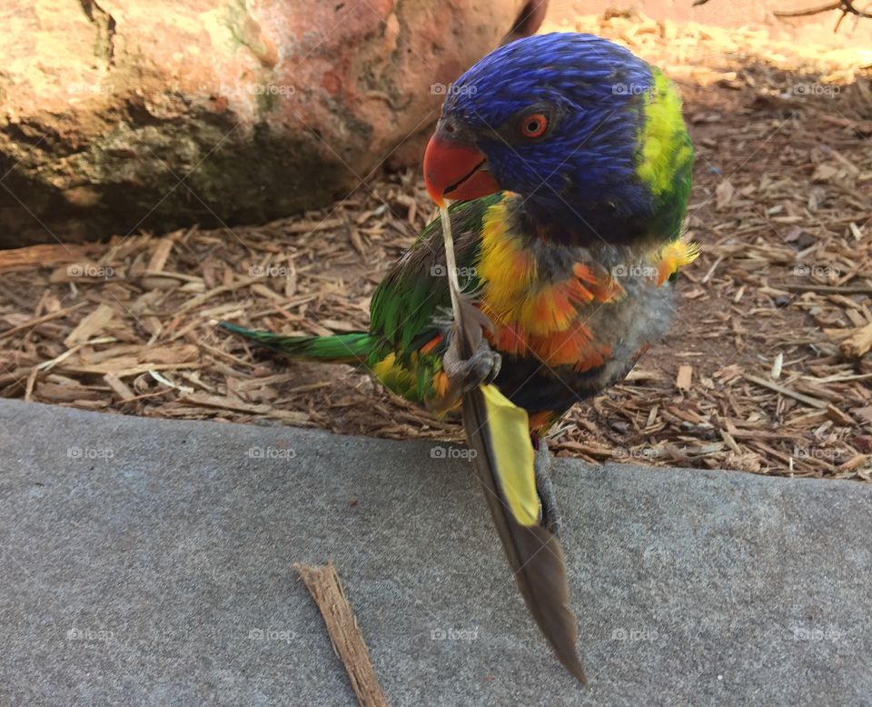 Lorikeet with Feather 2