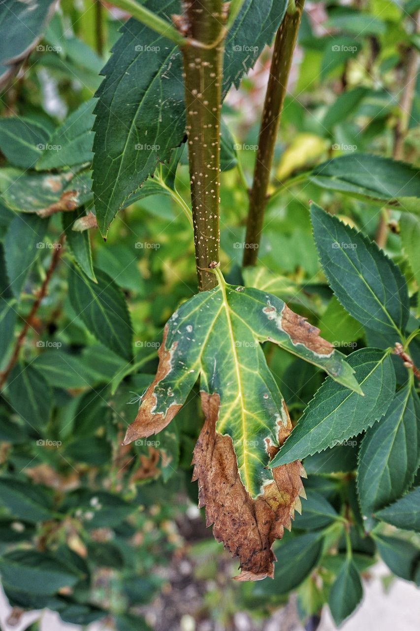 Autum Closeup