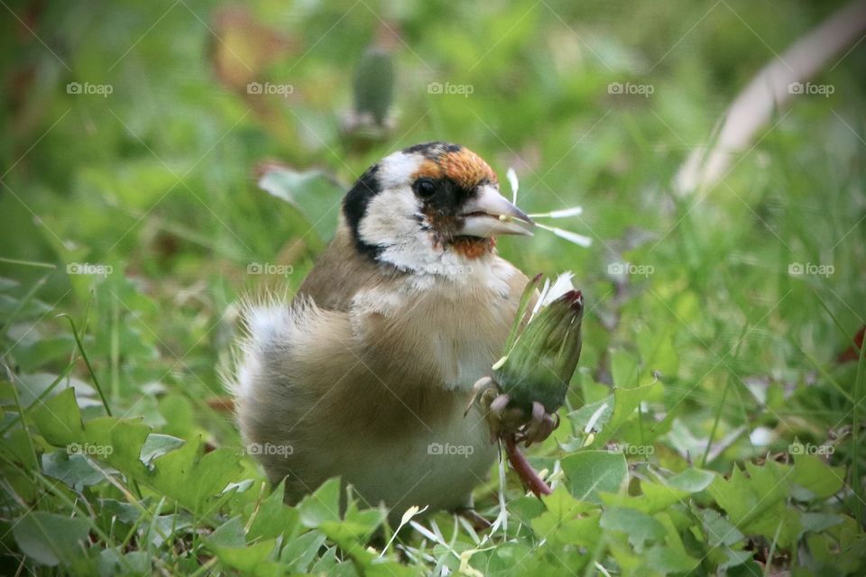 Goldfinch