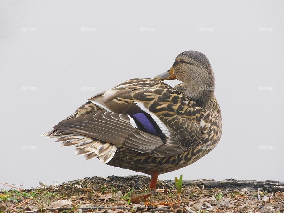 Duck at Mountain Grove Cemetery in Fairfield, CT