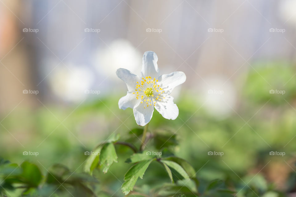 Closeup of beautiful white wood anemone flower growing in the forest in bright sunlight 