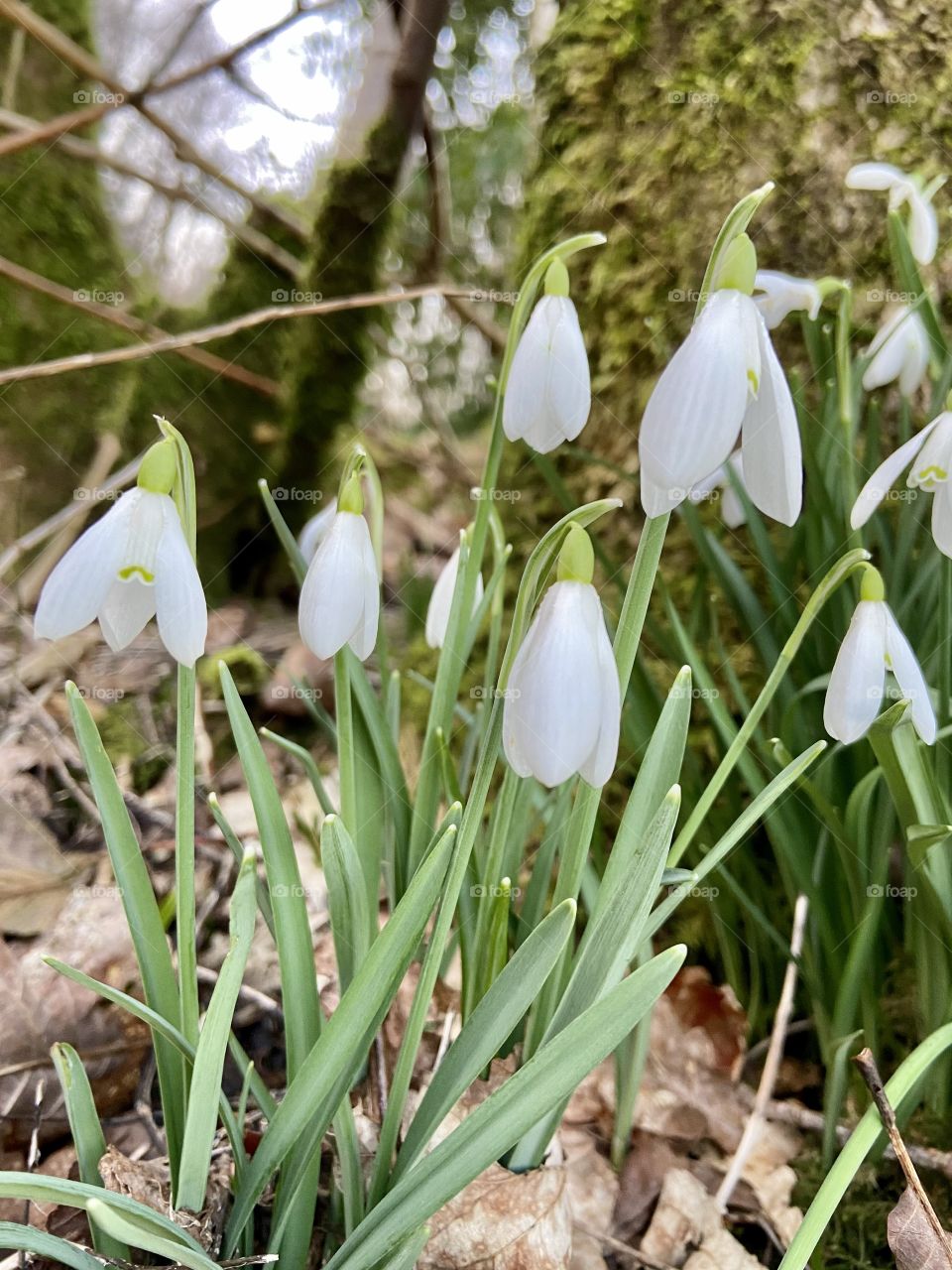Snowdrops 🌿