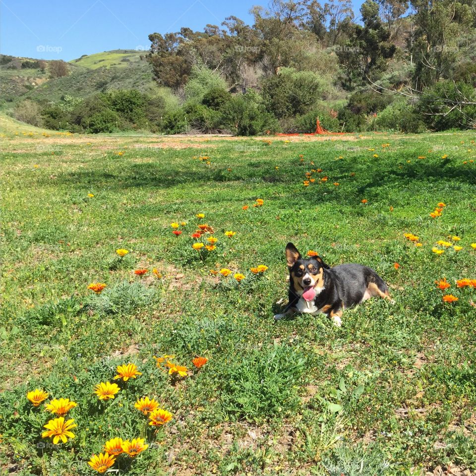 Dog and wildflowers 